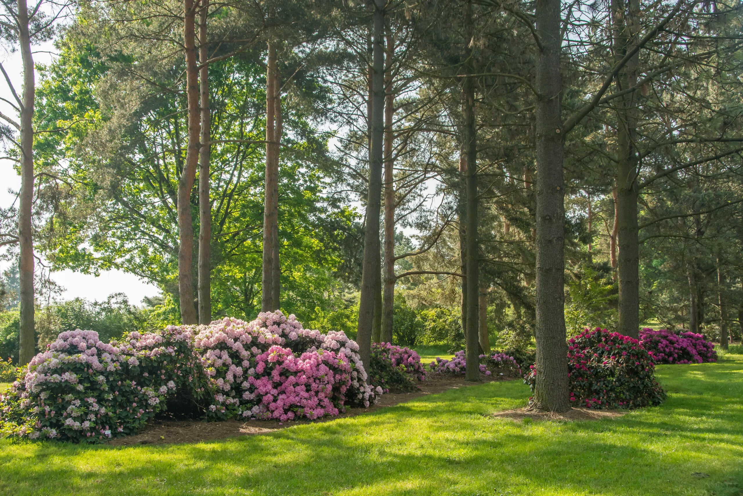 dendrologicka-zahrada-pruhonice