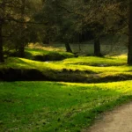 5 tipů, jak se stát skvělým arboristou